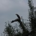 mini-IMG_1308